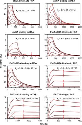 Serum albumin binding knob domains engineered within a VH framework III bispecific antibody format and as chimeric peptides